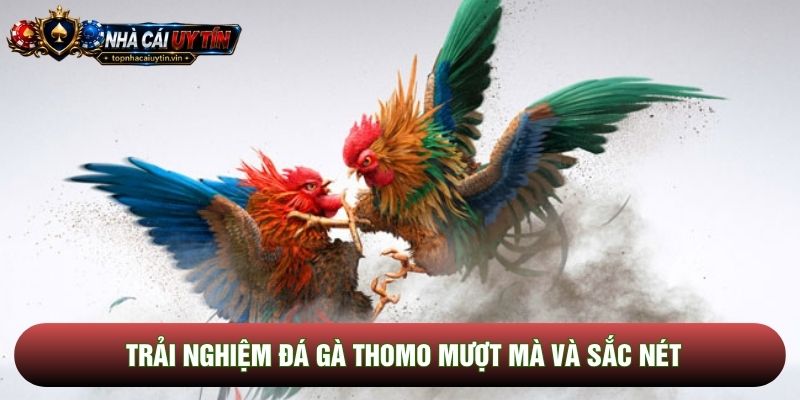 Trải nghiệm đá gà thomo mượt mà và sắc nét Trải nghiệm đá gà thomo mượt mà và sắc nét